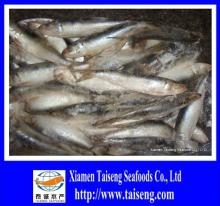Sardine for  Cannery  BQF Canned of Sardine