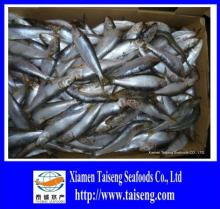 BQF Canned Material  Whole   Sardine 