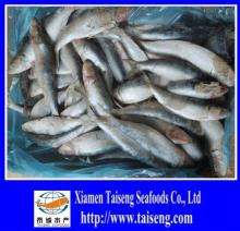 Canned Frozen Sagax Sardinella Sardine For Tomato Sauce