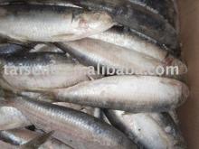 Frozen Whole BQF Sardine Canned Fish