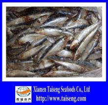Frozen Fresh Canned Sardine Fish