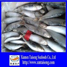 Best  Ingredient   Canned   Sardine   Fish 