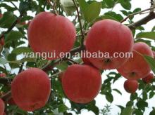  Canned   Fuji  Apple  with FDA Certificates