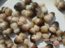 hot sell canned straw mushroom