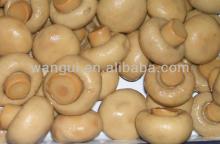 Chinese Canned Mushroom Factory in Tins 2500g,2840g
