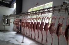 Chicken  slaughter ing  line 