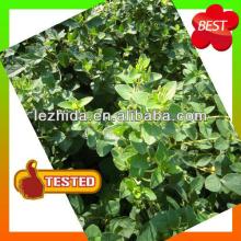 NEW fengqiu honeysuckle scented tea