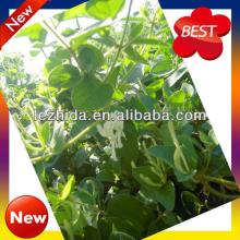 NEW fengqiu honeysuckle hometown tonic tea