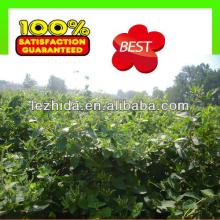 NEW fengqiu honeysuckle healthy flower tea