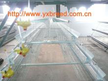  poultry   equipment  for layer chickens