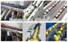 Best Seller Automatic  fruit  sorting  machine  for  apple , orange ,pear,peach,persimmon,kiwi fruit 
