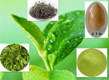 100% Natural Green Tea Plant Extract
