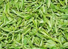 Inventory Natural plant extract powder Green Tea P.E