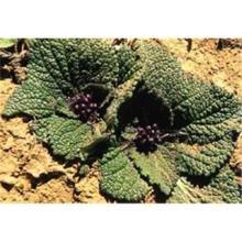 Lamiophlomis Rotata Extract/ Flavone 10%-50%