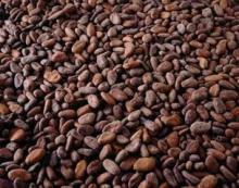 100% Natural Cocoa Extract/ Theobromine10%-98%(HPLC)