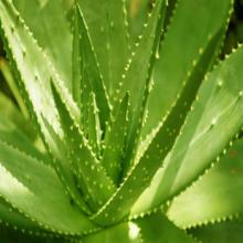 100% natural Aloe Vera extract