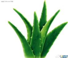 Bulk Aloe vera extract powder Aloe barbadensis Miller P.E CAS NO:1415-73-2