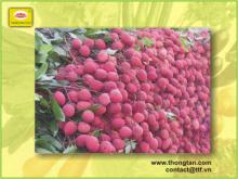 Canned Lychees in can