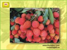 Lychees in syrup in jar in can