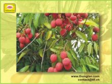 Top Quality Canned  Lychee s in syrup by thongtanfood