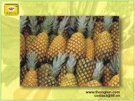 Canned Pineapple Mini Slices in syrup by Thongtanfood