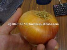Yellow Onion