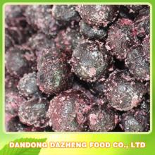 blueberry plant