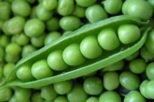 INDIAN GREEN PEAS