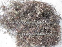 2013  natural  dried bracken for sale in dandong with good quality and low price of dried bracken for
