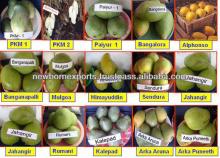 Mango fruit