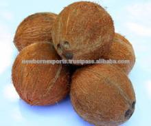 Mature Coconut Fruit