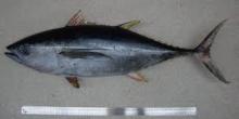 Yellowfin Tuna