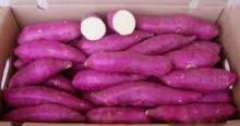 Fresh Japanese Purple Sweet Potatoes