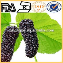 Natural Mulberry Extract (Morus alba L.) plant extract
