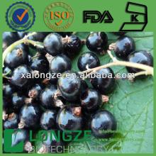 Natural  Black   Currant   Extract  Anthocyanins/Anthocyanidins