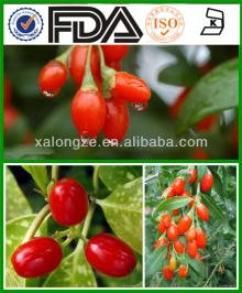 barbaryWolfberry polysaccharides goji Extract dried goji berry goji berry extract