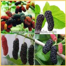  natural  plant  extract  of Mulberry Leaf or mulberry Morus alba L /mulberry leaf  extract /mulberry frui
