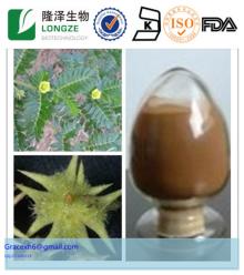  natural  plant extract  tribulus  terrestris  Saponins  20-98%/ tribulus  terrestris extract Powder/tribulu