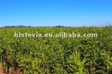 high quality stevia powder --- Organic certification