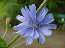 Natural Inulin/synanthrin,plant extract ,chicory inulin 90% ,95%