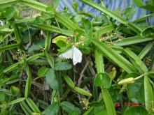 Cissus Quadrangularis Powder (Premium Grade) Herb Powder