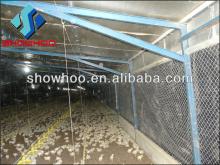 Chicken Shed Design from Factory-Poultry House  Construction 