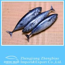 Frozen Bullet tuna W/R fish