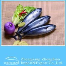 Frozen Bullet tuna fish whole round