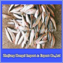 Frozen Small Size Sardine For Canning