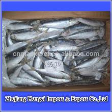 Price Frozen Sardine  Fish 