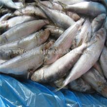 Frozen sardine fish Sardinella longiceps from pacific mackerel