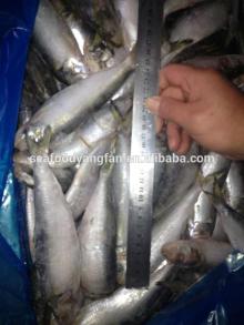Frozen sardine whole round China supplier
