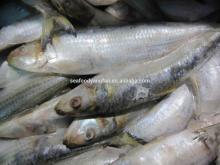 Frozen Sardine