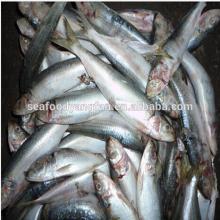 HACCP Certification  fresh   frozen   sardines  on sales